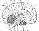 Brain Diagram Coloring Page Pages sketch template