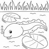 Tadpole Drawing Coloring Legs Kids Getdrawings Sketch Page sketch template