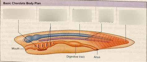 Chordata 1 Diagram | Quizlet