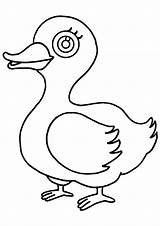 Duck Coloring Pages Printable sketch template