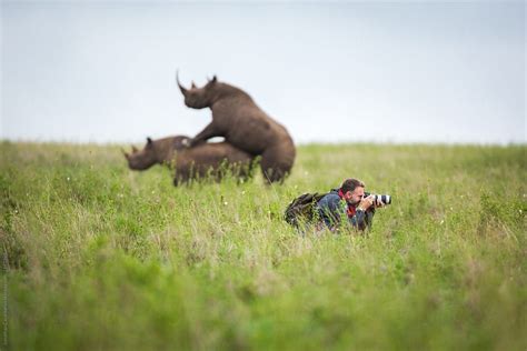 "Photographer Missing The Moment Of 2 Rhinos Mating Behind Him" by Stocksy Contributor "Jonn ...