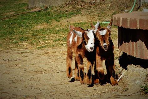 Nigerian Dwarf Goat Vs Pygmy Goat: Which One Should You Choose?