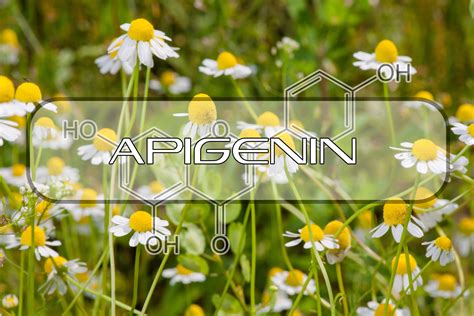 Benefits of Apigenin | Interstellar Blends | Activate Your Super Powers!