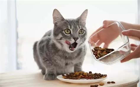 Managing Kidney Disease Through Diet: Best Commercial Cat Foods ...