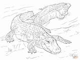 Two American Alligators coloring Page  Free Printable Coloring Pages sketch template