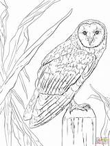 Realistic Owl Coloring Pages At GetColoringscom  Free Printable sketch template