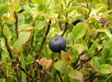 Bilberry: Pictures, Flowers, Leaves & Identification | Vaccinium myrtillus