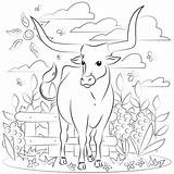 Longhorn coloring Page  Free Printable Coloring Pages sketch template