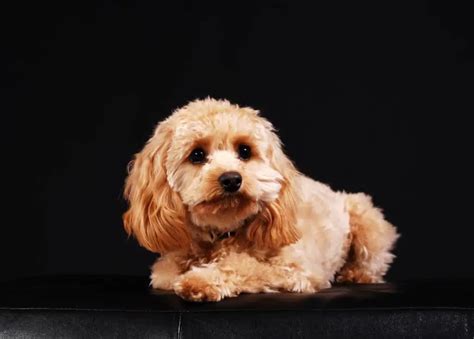 Cockapoo: Cocker Spaniel Poodle Mix | Dogable