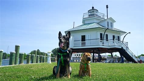 Maryland's Top Pet Friendly Attraction: The Chesapeake Bay | Maryland ...