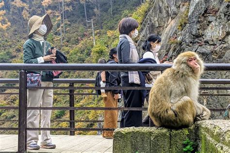 Photoblog: Jigokudani Monkey Park in November 2020 - SNOW MONKEY RESORTS