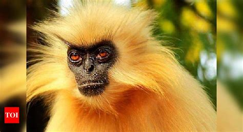 Assam: Assam's golden langur among world's 25 most endangered primates | Guwahati News - Times ...