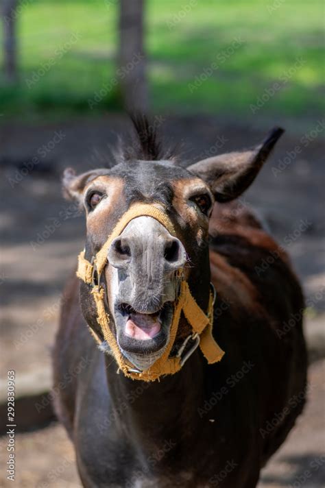 Funny donkey animal portrait, screaming funny face with open mouth, one ...