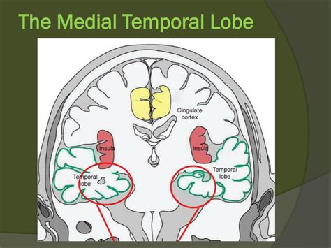 PPT - The physical basis of memory formation PowerPoint Presentation ...