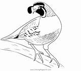 California Quail 5 Coloring Page For Kids  Free Quails Printable sketch template