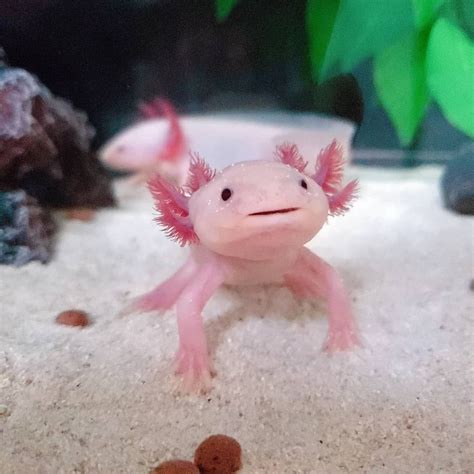 Pin by Digital Photography Tips And T on Gopro Nature Photography | Axolotl cute, Weird animals ...