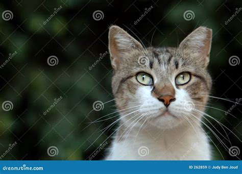 Cat portrait stock image. Image of frontal, center, taby - 262859