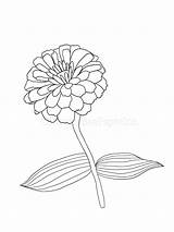Zinnia Elegans Coloring Page Free Printable Pages sketch template