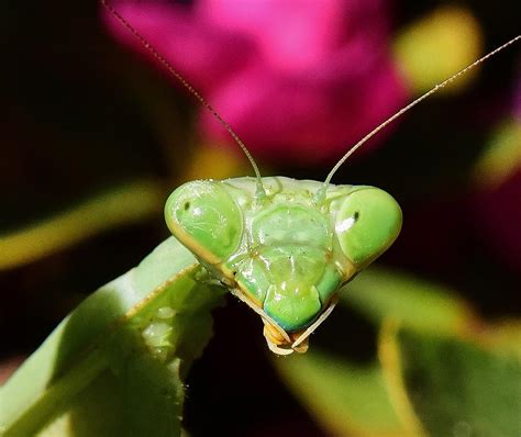 Praying Mantis Eyes Macro Photograph by Linda Brody