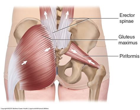 PSIS Archives - Learn Muscles