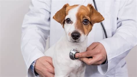 Metronidazole for dogs: Vet’s guide to dosage and side effects | PetsRadar