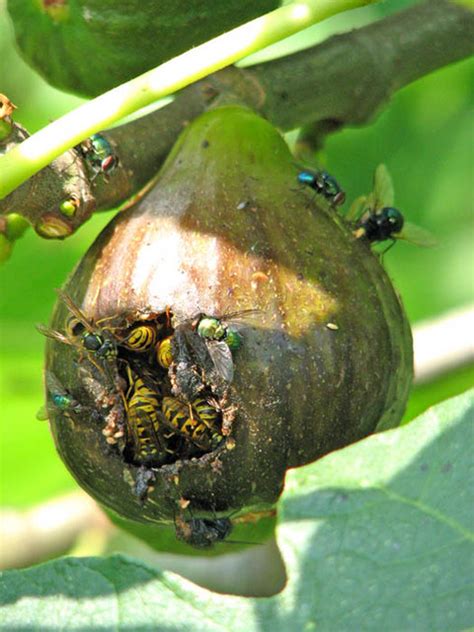 Scientists Say That Every Single Fig You Eat Contains At Least One Dead Wasp