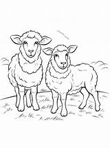 48 Farm Animal Coloring Pages  Free PDF Printables sketch template