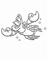 Sebastian Coloring Pages Crab Mermaid Kids Little Sketch Printable  sketch template