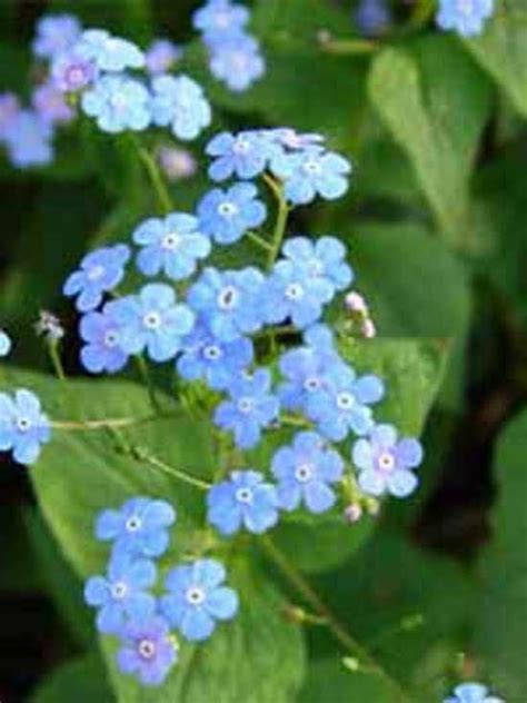 Brunnera macrophylla 'Langtrees' / Geflecktes Kaukasus-Vergissmeinnicht Outdoor Living ...