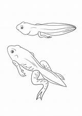 Coloring Froglet Tadpole Pages Printable Pluspng Frogs Frog Color Und  sketch template