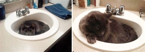 42 Of The Greatest Before-And-After Photos Of Cats To Have Ever Graced ...