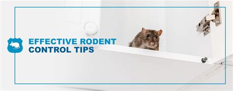 Effective Rodent Control Tips - Pestech