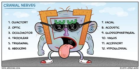 How to Remember The Cranial Nerves Mnemonics [Song] | USMLEMaterials | Last USMLE Study Materials