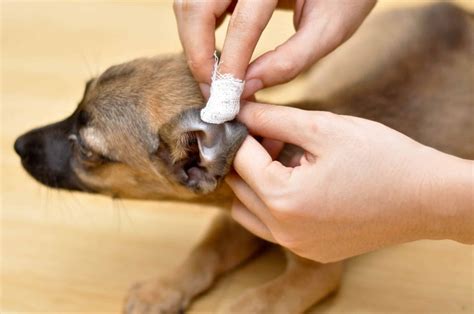 How to Clean your Dog's Ears, Natural and Home Remedies to Clean Dog Ears | Dogs, Cats, Pets