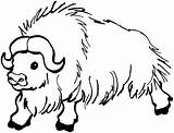 Free Buffalo And Bison Coloring Pages sketch template