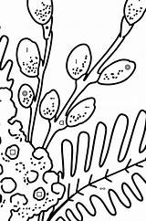 Coloring Page  Mimosa And Pussy Willow ♥ Online Print For Free sketch template