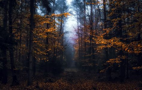 Wallpaper autumn, forest, fog images for desktop, section природа - download