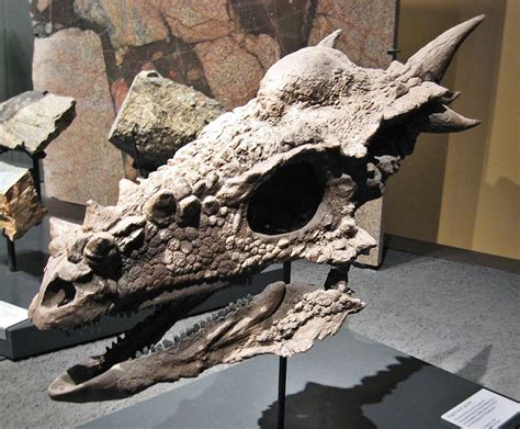 Stygimoloch | Prehistoric animals, Dinosaur, Dinosaur fossils