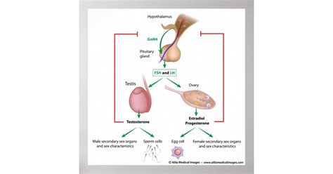 Hormonal control of puberty in boys and girls poster | Zazzle