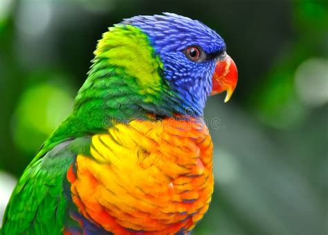 Multi-coloured Rainbow Parrot Portrait Stock Image - Image of australian, parrot: 64423131