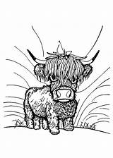 Adorable Cute Happy Baby Scottish Highland Cow With Dreamy Eyes  sketch template