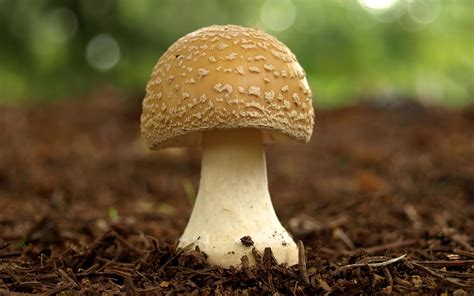 The meaning and symbolism of the word - «Mushroom»