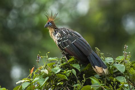 Variety of Life: Neognathae