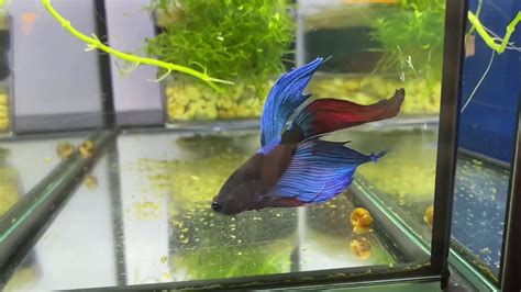 Extremely rare! Blue Light Red Tail (M2) Veiltail Betta Fish Male @ Züri-Betta - YouTube