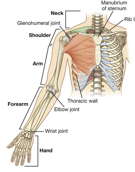 Axillary Armpit Muscles Of Upper Limb Bones And Muscles Anatomy | The Best Porn Website