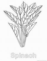 Spinach Coloring sketch template