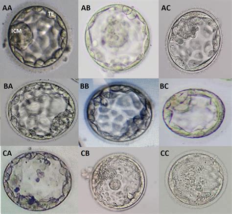 Morphology of inner cell mass: a better predictive biomarker of ...