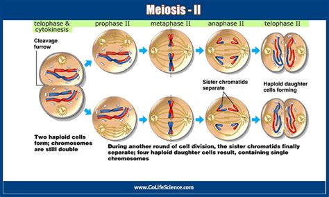 Stages Of Meiosis 2