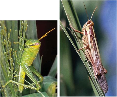 Ecology and Population Dynamics of Solitary Red Locusts in Southern Madagascar