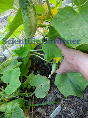 The Scientific Gardener: Northern Pickling Cucumber